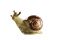 snail shaped box, art 0870342